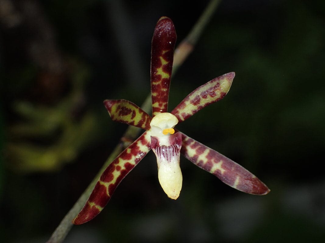 Arachnis labrosa - In BLOOM! Vanda La Foresta Orchids 