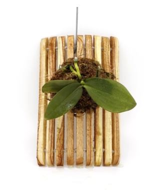 Artisan Acacia Wood Mounts Gifts La Foresta Orchids 6" x 10" Slat 