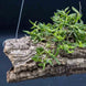 Product image thumbnail 2