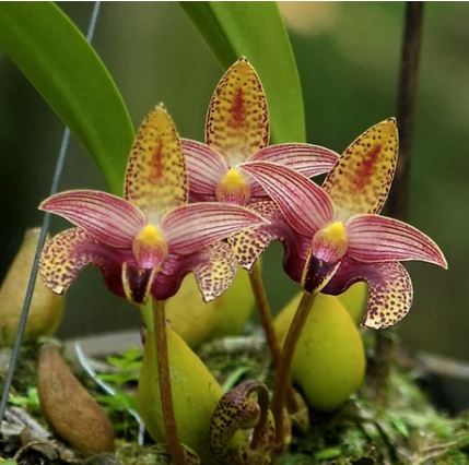 ［洋蘭原種］Bulb. sumatranum Bulbophyllum sumatranum – La Foresta Orchids