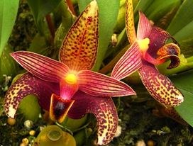 Bulbophyllum sumatranum – La Foresta Orchids