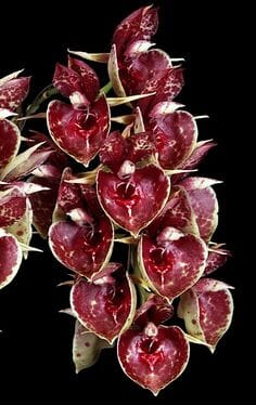 Catasetinae Alliance: Catasetum Orchidglade 'Jack of Diamonds' AM/AOS Catasetum La Foresta Orchids 