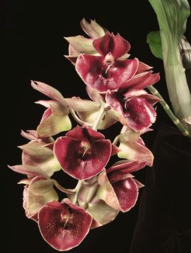 Catasetinae Alliance: Catasetum Orchidglade 'Jack of Diamonds' AM/AOS Catasetum La Foresta Orchids 