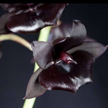 Catasetinae Alliance: Monnierara Millennium Magic 'Witchcraft' FCC/AOS - a Black Orchid! Catasetum La Foresta Orchids 