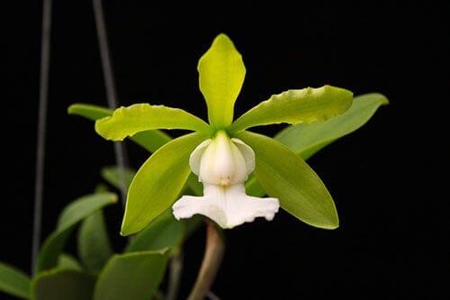 Cattleya aclandiae var. alba Cattleya La Foresta Orchids 