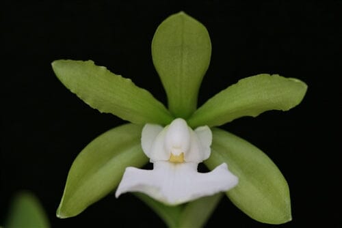 Cattleya aclandiae var. alba Cattleya La Foresta Orchids 