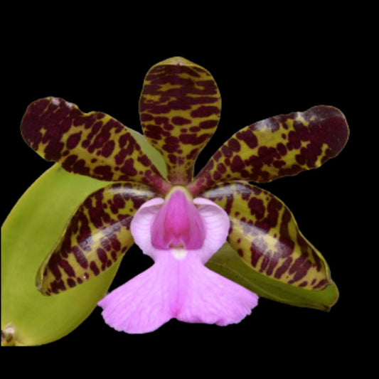 Cattleya aclandiae var. 'Gulfglade' AM/AOS x 'Verde' AM/AOS Cattleya La Foresta Orchids 