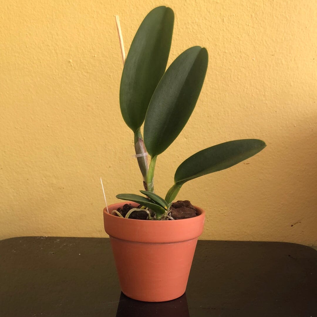 Cattleya Alliance - Blc. Prada Green Deluxe 'NN' – La Foresta Orchids