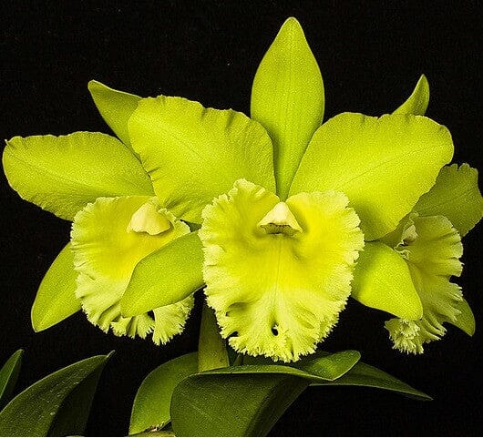 Cattleya Alliance - Blc. Prada Green Deluxe 'NN' Cattleya La Foresta Orchids 