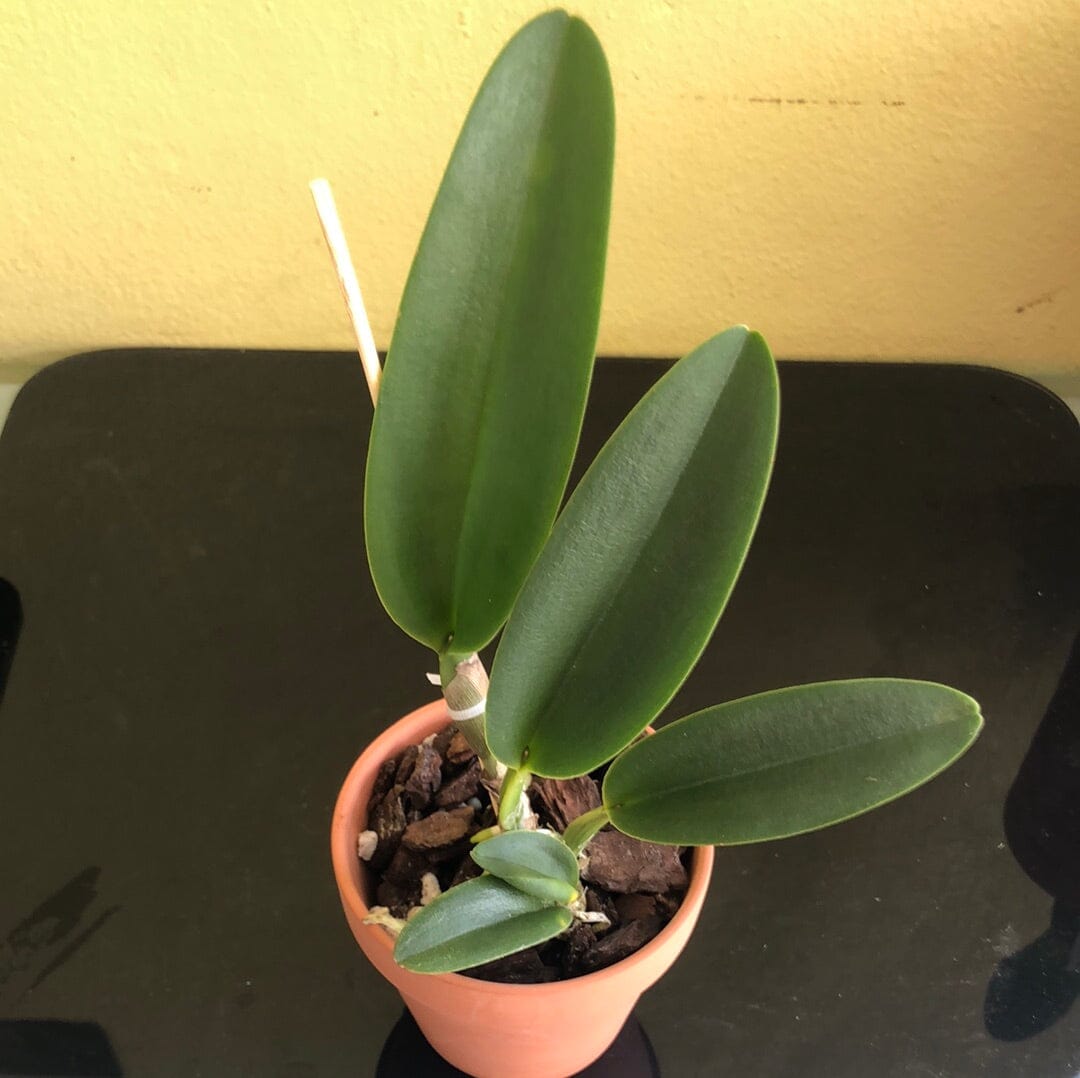 Cattleya Alliance - Blc. Prada Green Deluxe 'NN' – La Foresta Orchids