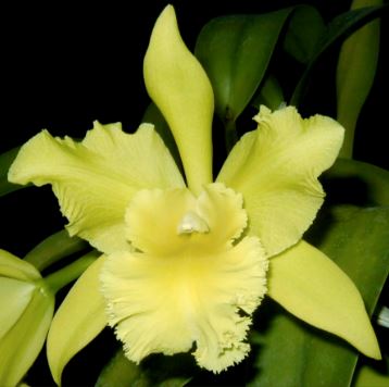 Cattleya Alliance - Blc. Prada Green Deluxe 'NN' Cattleya La Foresta Orchids 