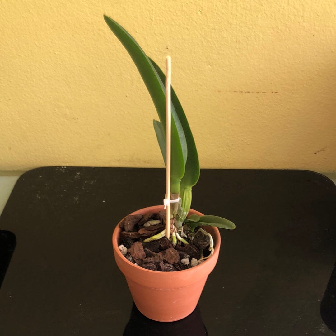 Cattleya Alliance - Blc. Prada Green Deluxe 'NN' – La Foresta Orchids