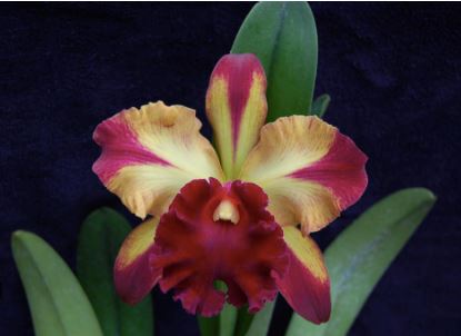 Cattleya Alliance - Blc. Toshie Aoki 'Pizzaz' AM/AOS Cattleya La Foresta Orchids 