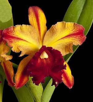 Cattleya Alliance - Blc. Toshie Aoki 'Pizzaz' AM/AOS Cattleya La Foresta Orchids 