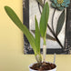 Product image thumbnail 4