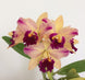 Product image thumbnail 1