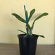 Product image thumbnail 3