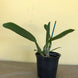 Product image thumbnail 4