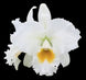 Product image thumbnail 1