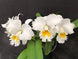 Product image thumbnail 3