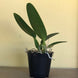 Product image thumbnail 4