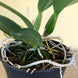 Product image thumbnail 6