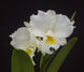 Product image thumbnail 2