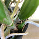 Product image thumbnail 8