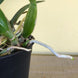 Product image thumbnail 7