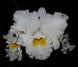Product image thumbnail 1