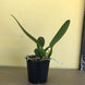 Product image thumbnail 5