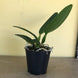 Product image thumbnail 3