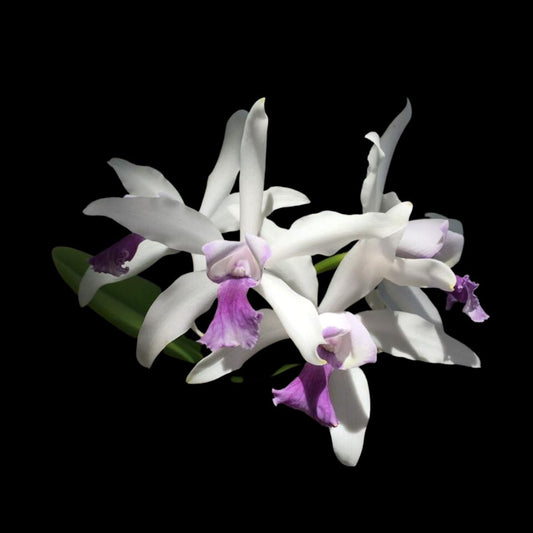 Cattleya Alliance - Cattleya Interglossa var. coerulea 'Purple Tower' BM/JOGA x Lc. Elegans var. coerulea 'Blue Keeper' Cattleya La Foresta Orchids