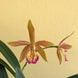 Product image thumbnail 3
