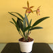 Product image thumbnail 6