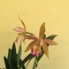 Product image thumbnail 4