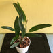 Product image thumbnail 11