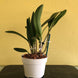 Product image thumbnail 10