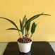 Product image thumbnail 5
