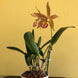 Product image thumbnail 8