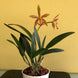 Product image thumbnail 9