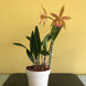 Product image thumbnail 7