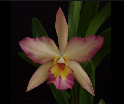 Cattleya Alliance - Jackfowlieara Appleblossom 'NN' - Yellow Cattleya La Foresta Orchids 