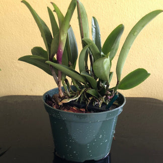 cattleya-jairak-cosmos-la-foresta-orchids