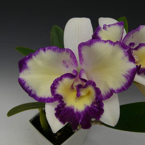 Cattleya Alliance: Lc. Nice Holiday 'Suntopia' Cattleya La Foresta Orchids 