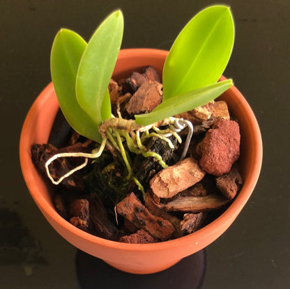 Cattleya Alliance: Meiracyllium trinasutum var. album - a Dwarf Orchid! Cattleya La Foresta Orchids 