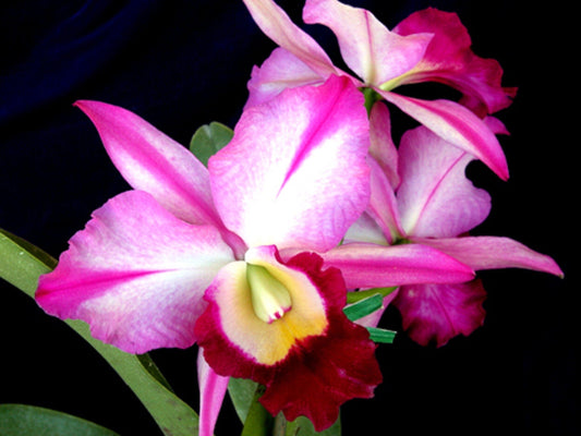 Cattleya Alliance: Rlc. Kuwale Flare x C. walkeriana Cattleya La Foresta Orchids 
