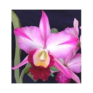 Cattleya Alliance: Rlc. Kuwale Flare x C. walkeriana Cattleya La Foresta Orchids 