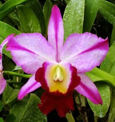 Cattleya Alliance: Rlc. Kuwale Flare x C. walkeriana Cattleya La Foresta Orchids 