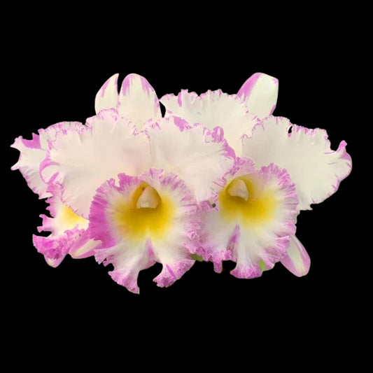 Cattleya Alliance - Rlc. Mahina Yahiro 'Julie' Splash JC/AOS Cattleya La Foresta Orchids 
